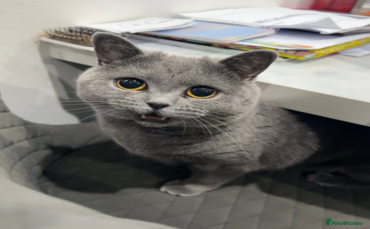 British Shorthair cats - Advert 3
