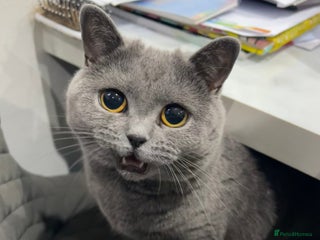 British Shorthair cats - Advert 31