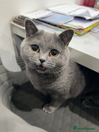British Shorthair cats - Advert 3