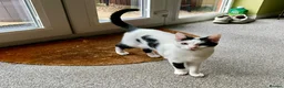 Mixed Breed cats for sale: Two Adorable Sister Kittens for Sale in Huddersfield - Advert 9