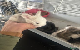 Mini Lop rabbits for sale: Mini lop babies - Image 2