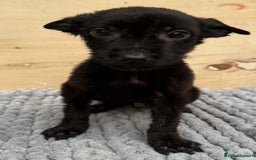 Mixed Breed dogs for sale: German shepherd cross Labrodor - Image 3