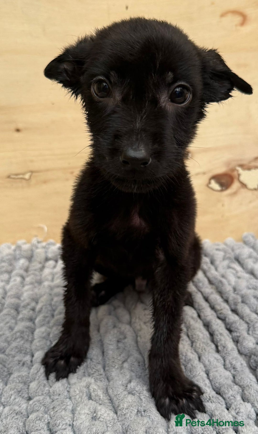 Mixed Breed dogs for sale: German shepherd cross Labrodor - Image 3