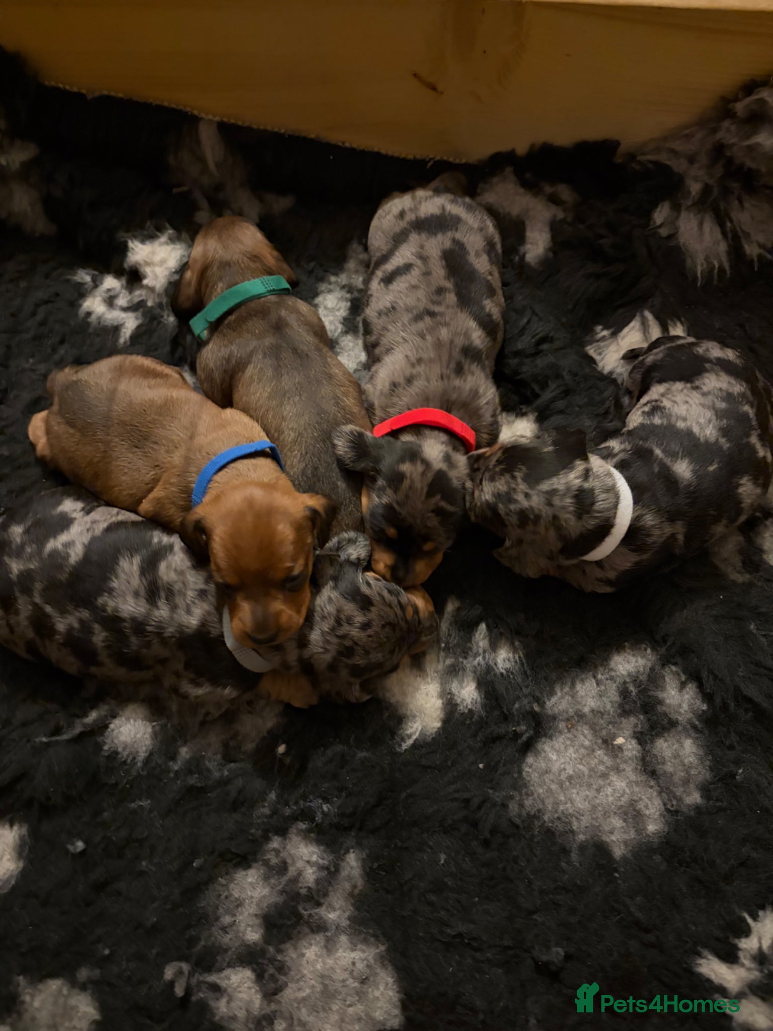 Miniature Dachshund dogs Miniature daschunds  - Advert 16