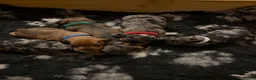 Miniature Dachshund dogs for sale: Miniature daschunds  - Advert 1