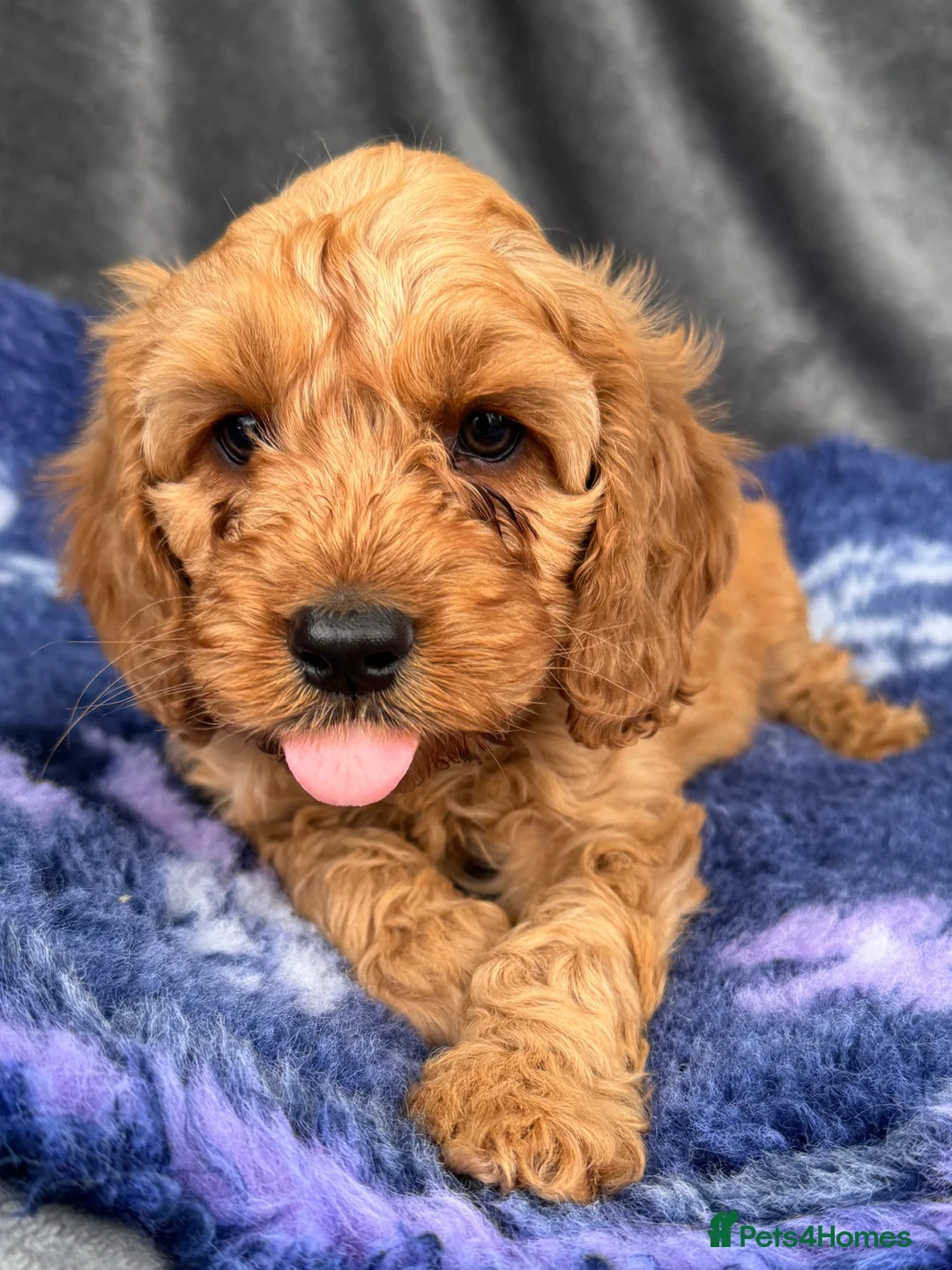 Cockapoo dogs for sale: Stunning Red Cockapoo puppies in Barnsley - Advert 7