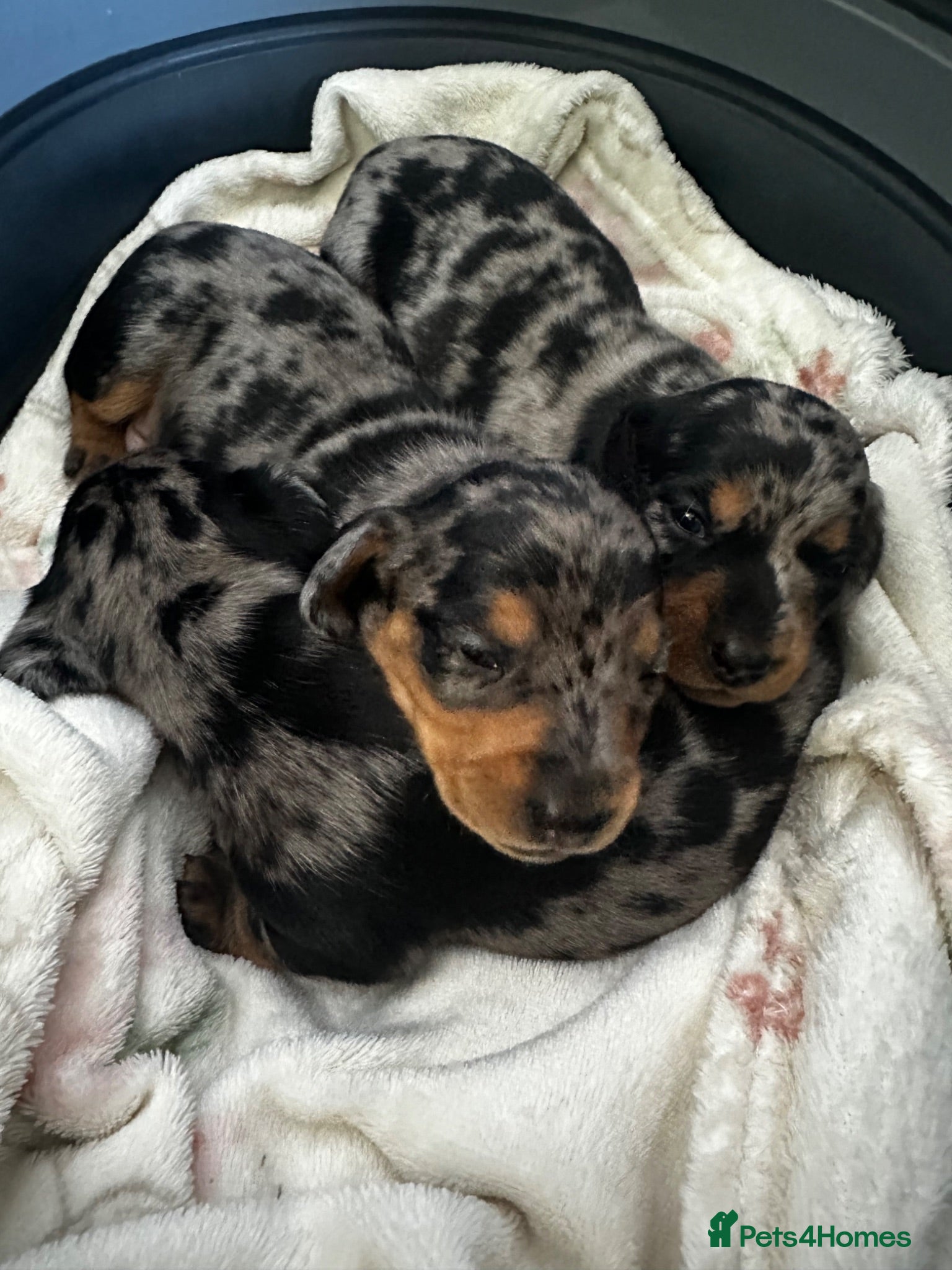 Miniature Dachshund dogs ❤️ Silver Black & Tan Dapple Dachshund Pups ❤️ - Advert 1