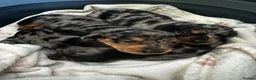 Miniature Dachshund dogs for sale: ❤️ Silver Black & Tan Dapple Dachshund Pups ❤️ - Advert 2