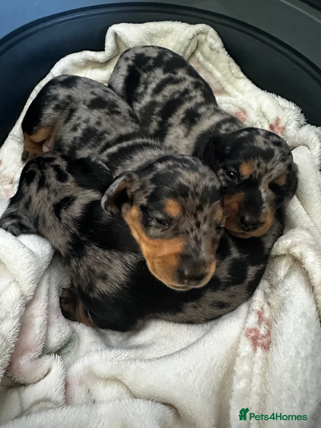 Miniature Dachshund dogs for sale: ❤️ Silver Black & Tan Dapple Dachshund Pups ❤️ - Advert 2