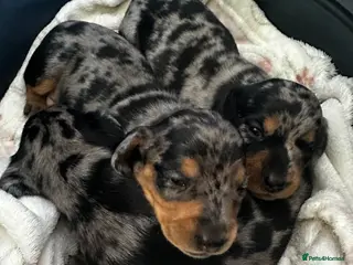Miniature Dachshund dogs ❤️ Silver Black & Tan Dapple Dachshund Pups ❤️ - Advert 1