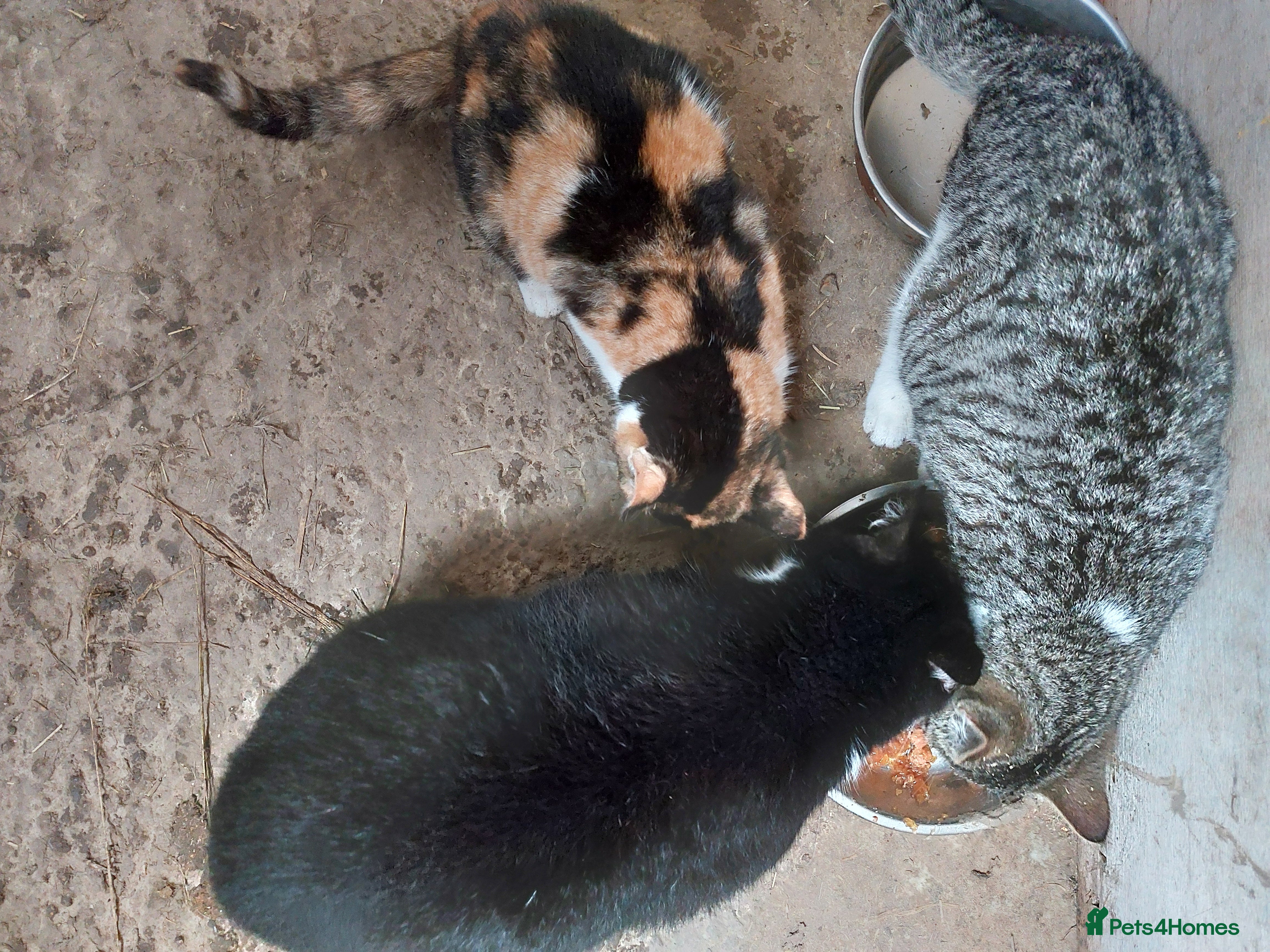 Mixed Breed cats Beautiful black white and ginger kitten  - Advert 1