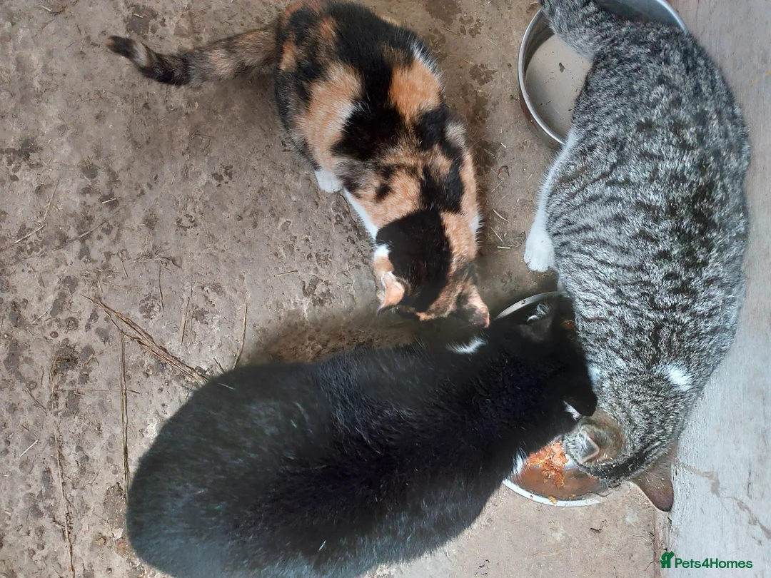 Mixed Breed cats for sale: Beautiful black white and ginger kitten  - Advert 1