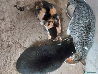 Mixed Breed cats Beautiful black white and ginger kitten - Advert 1