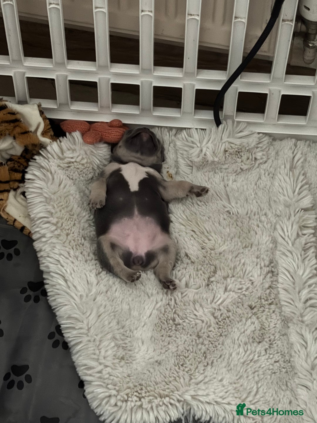 French Bulldog dogs for sale: Blue and tan baby girl  - Advert 5