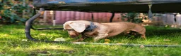Miniature Dachshund dogs for stud: Isabella and tan Miniature Dachshund for stud in Bracknell - Advert 6