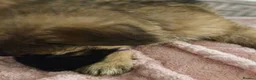 German Shepherd dogs for sale: Long haired German shepherd pups  - Advert 10