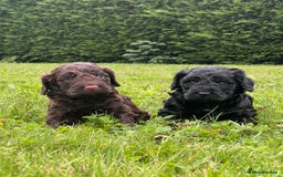 Cockapoo dogs for sale: F1 Cockapoo pups - Image 2