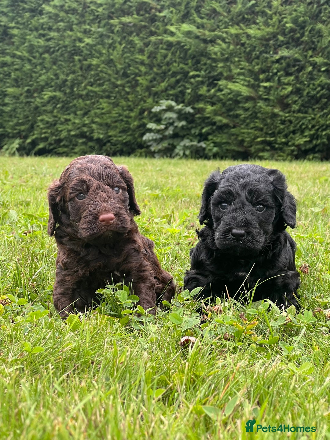 Cockapoo dogs for sale: F1 Cockapoo pups - Image 2