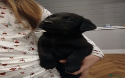 Labrador Retriever dogs for sale: Labrador pups - Advert 5