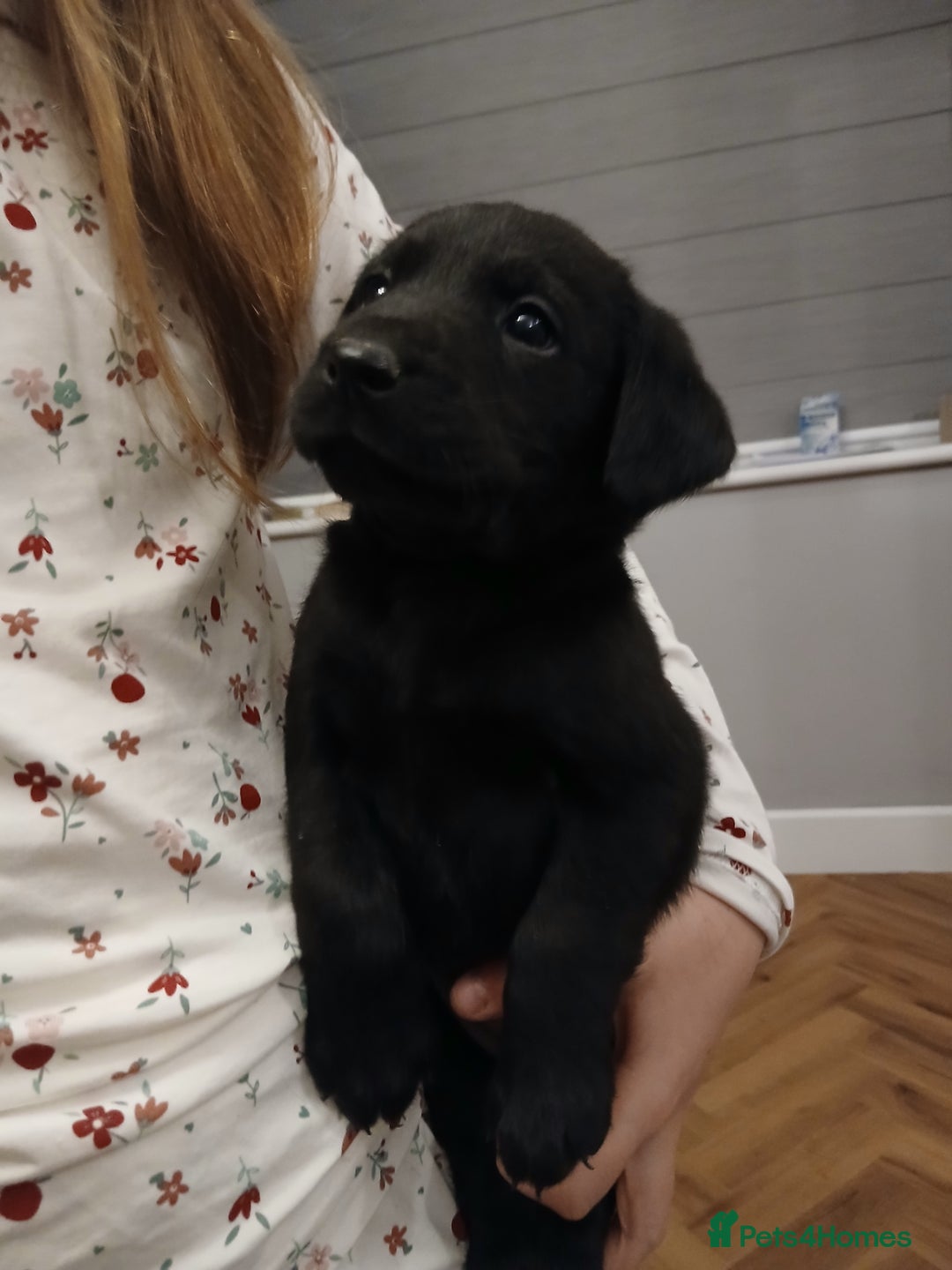 Labrador Retriever dogs for sale: Labrador pups - Advert 5