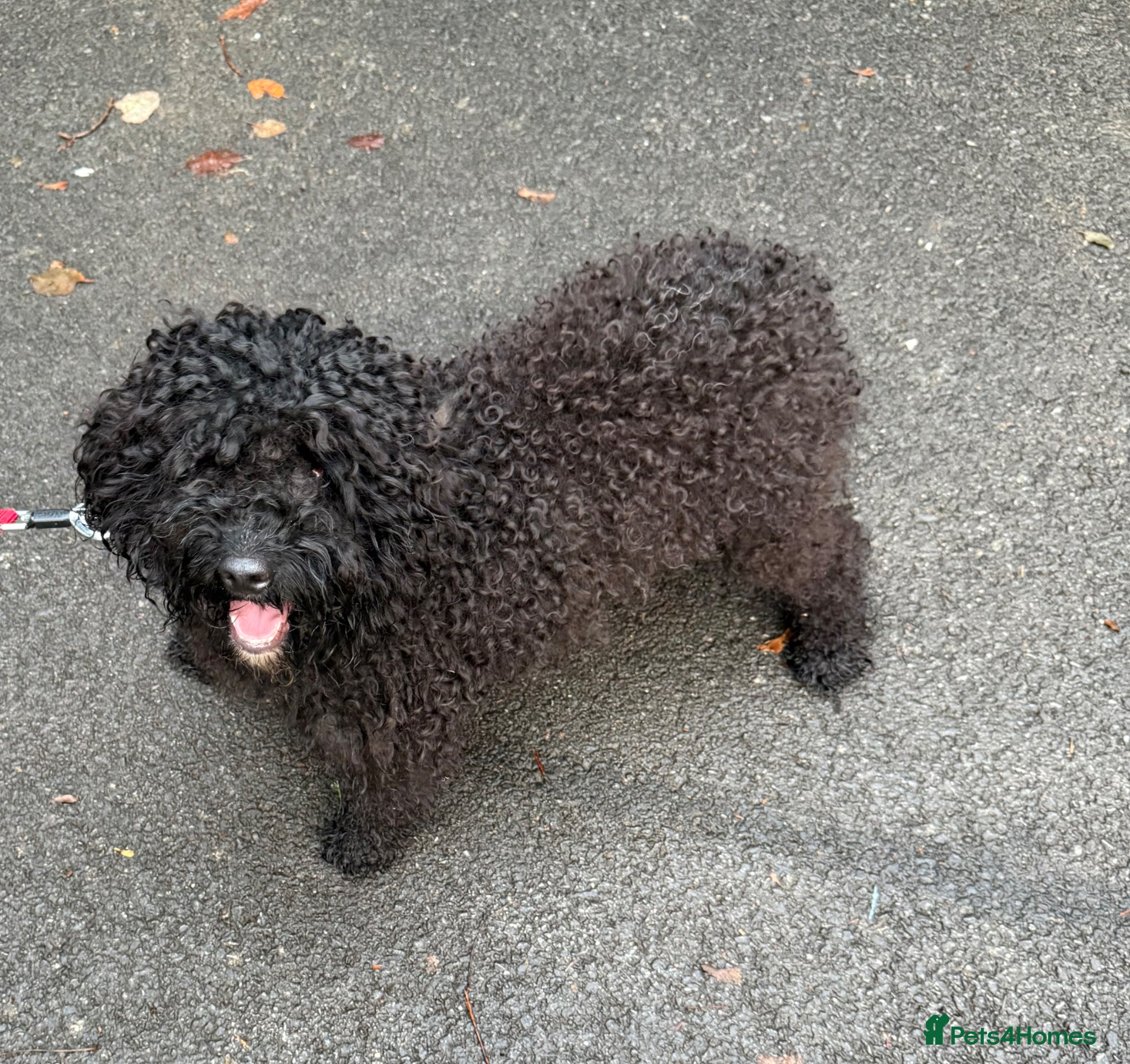 Cockapoo dogs 18 month old cockapoo - Advert 1