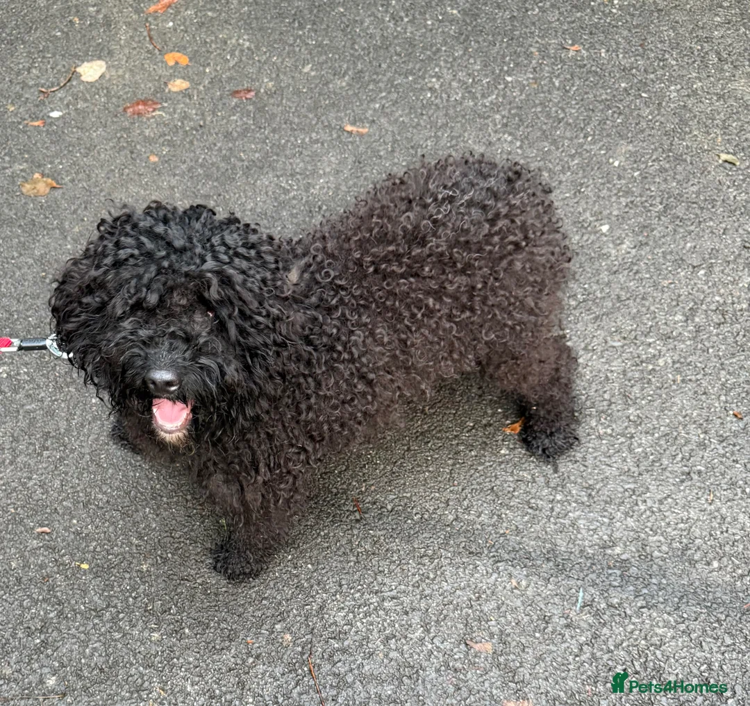 Cockapoo dogs for sale: 18 month old cockapoo - Advert 1