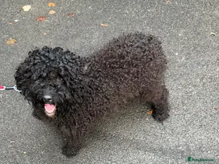 Cockapoo dogs 18 month old cockapoo - Advert 1