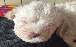 Australian Labradoodle dogs for sale: Labradoodle x Cockerpoo. Ready! Beautiful babies! - Image 1