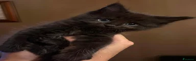 Baloo