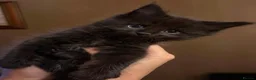 Mixed Breed cats for sale: Fantastic Four - Advert 30