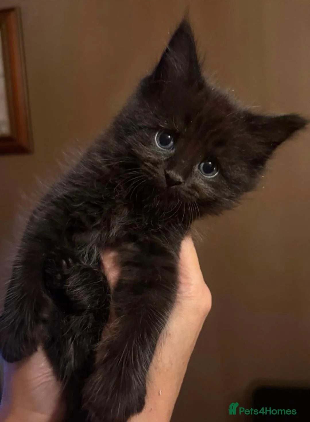Mixed Breed cats for sale: Fantastic Four - Advert 30