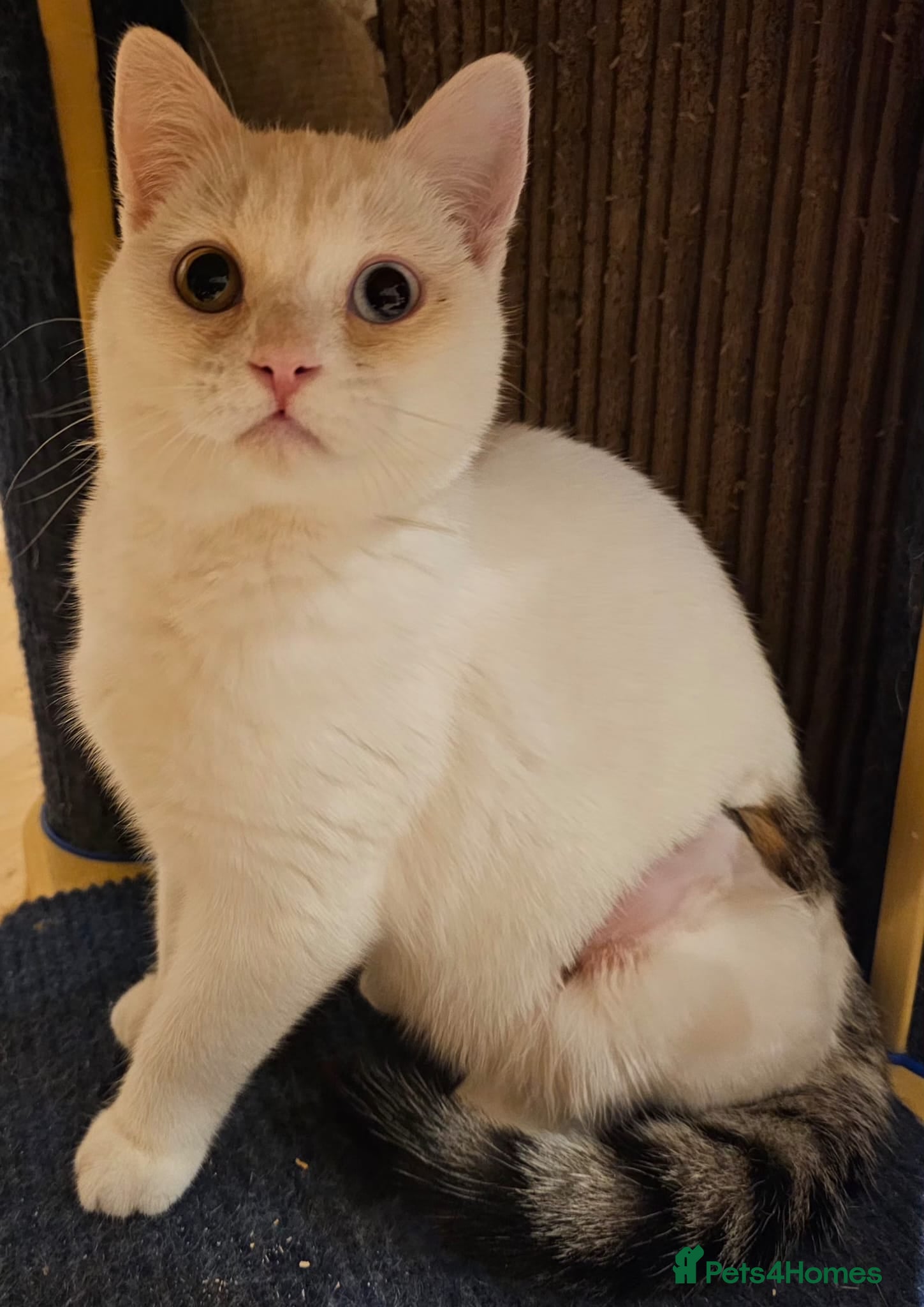 Mixed Breed cats Special Nova needs a special indoor home - Advert 1