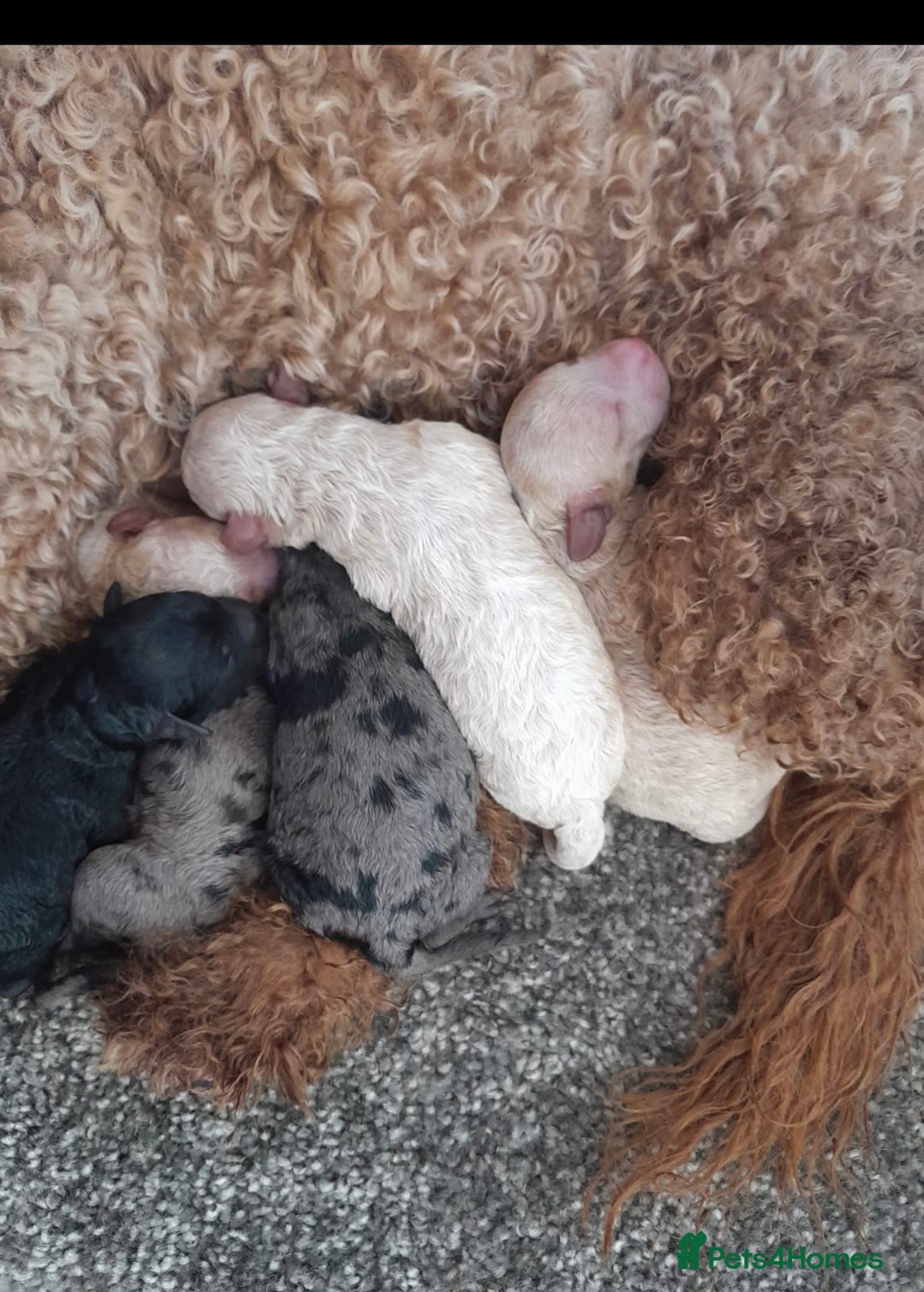 Poodle dogs for stud: Stunning Well Proven Miniature Merle Poodle in Newcastle - Advert 3