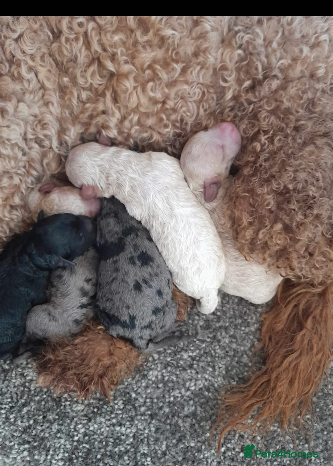 Poodle dogs for stud: Stunning Well Proven Miniature Merle Poodle in Newcastle - Advert 3
