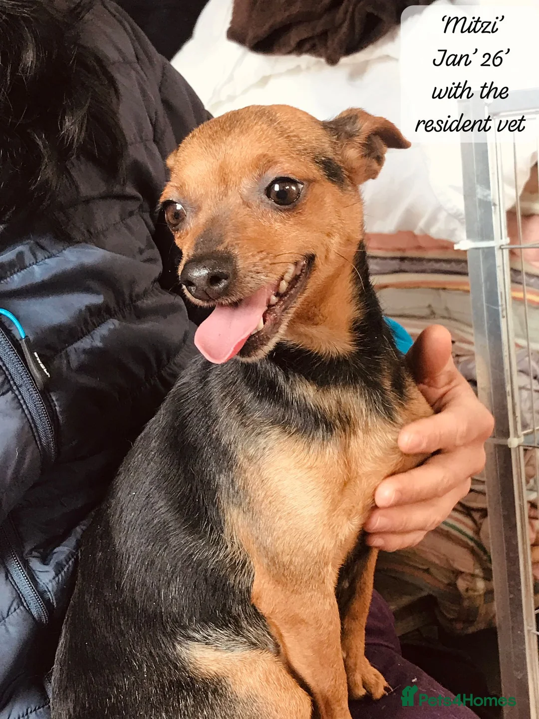 Mixed Breed dogs for adoption: Mitzi, Small 3-5 yr old. Available for adoption. - Advert 7
