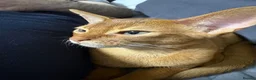 Abyssinian cats for sale: Stunning Abyssinian champion line kittens-last boy - Advert 10