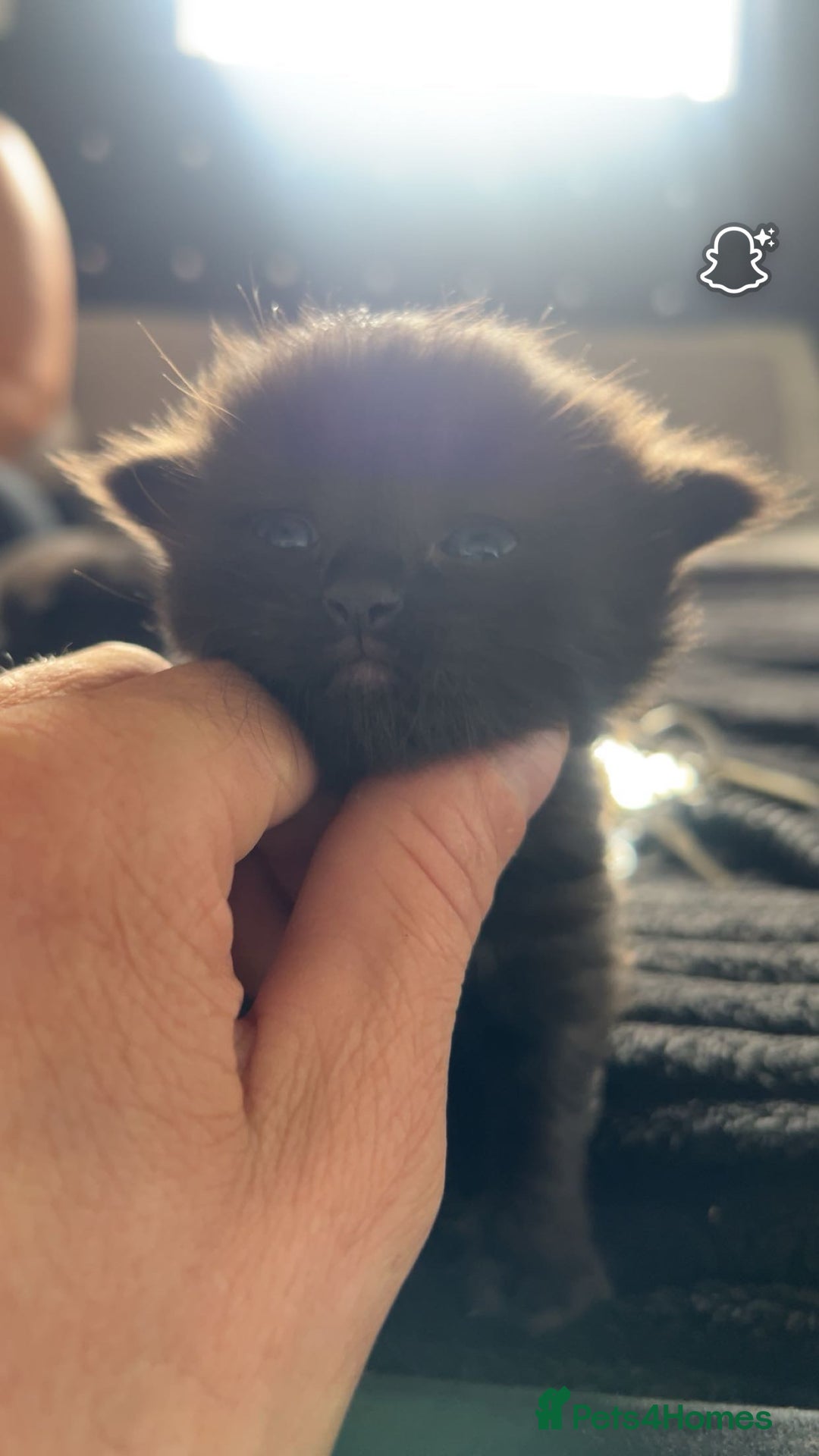 Ragdoll cats for sale: Ragdoll kittens  - Image 4