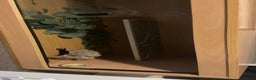 Bearded Dragon reptiles for sale: 4ft vivarium - Advert 1