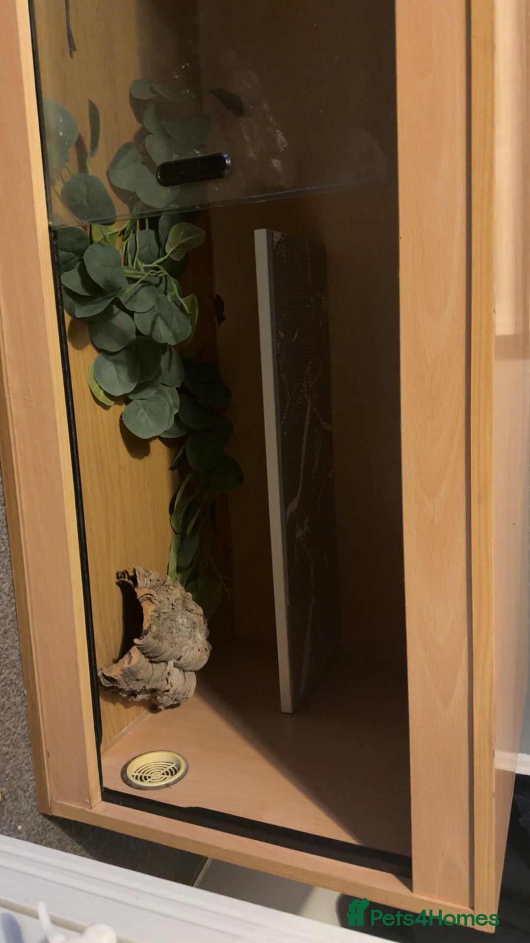 Bearded Dragon reptiles for sale: 4ft vivarium - Advert 1