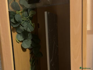 Bearded Dragon reptiles 4ft vivarium - Advert 5