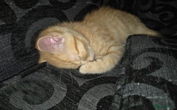 British Shorthair cats for sale: British shorthair cross female  - Image 4