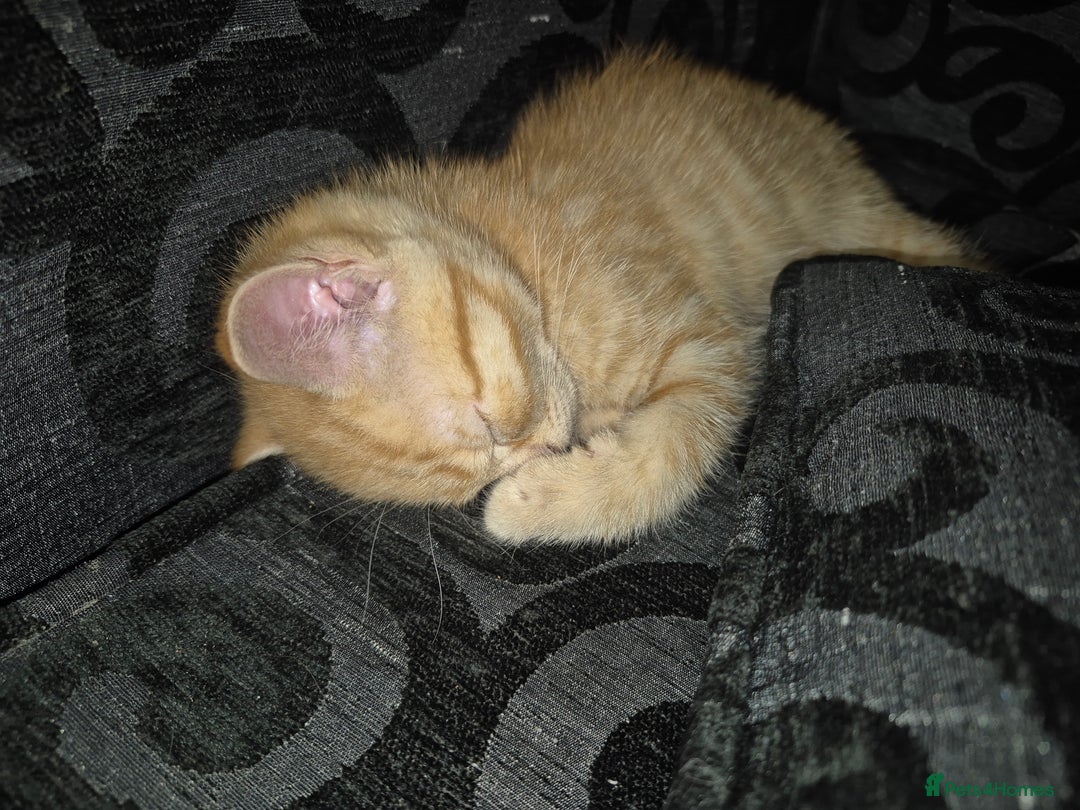 British Shorthair cats for sale: British shorthair cross female  - Image 4