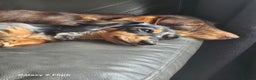 Dachshund dogs for sale: TWO DAUSHUNDS - Advert 4