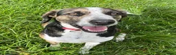 Mixed Breed dogs for adoption: WILSON - 2 years old, Hound Mix Boy in Atherstone - Advert 12