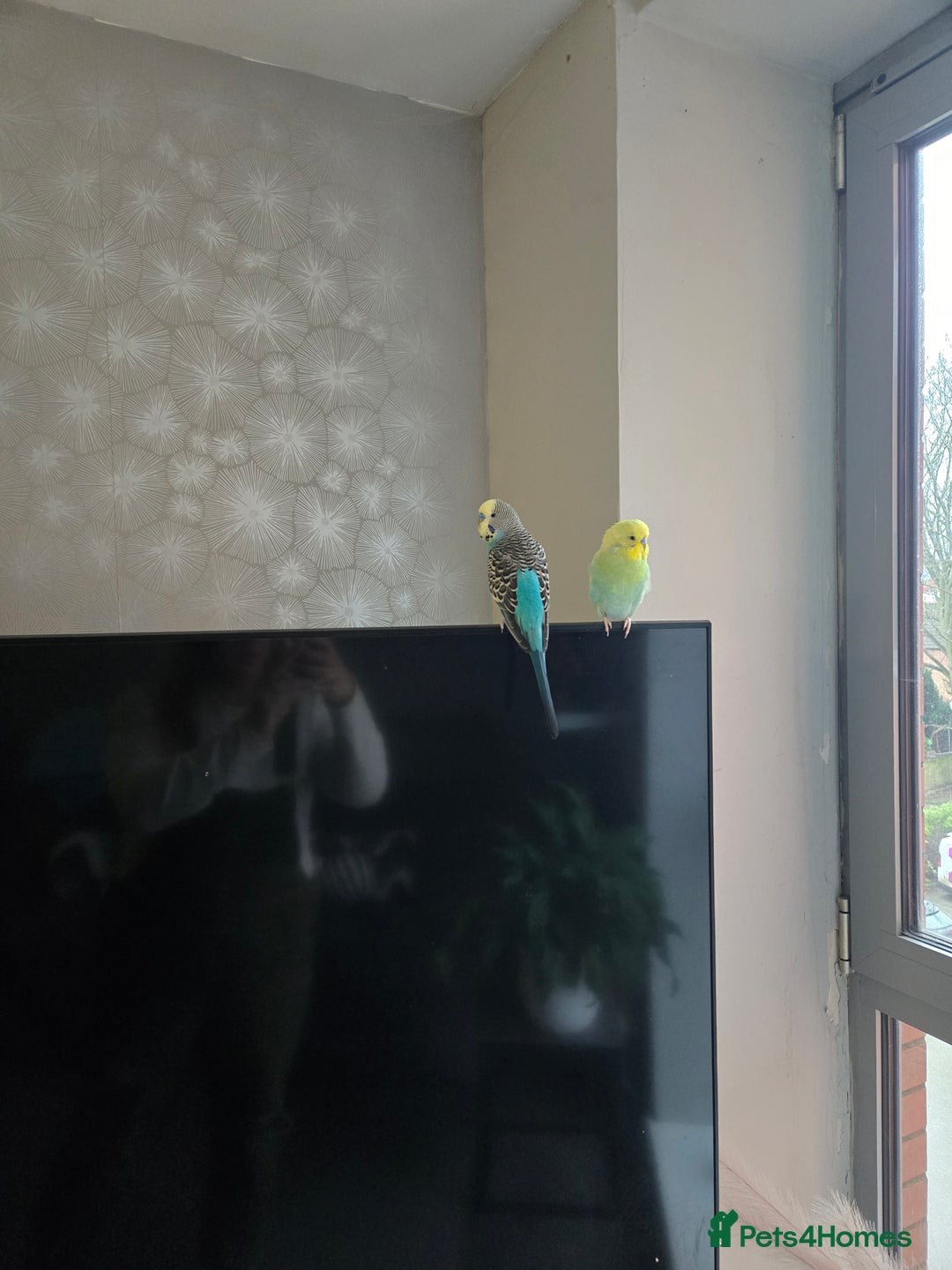 Budgerigars birds for sale: 2 budgies male  - Advert 2