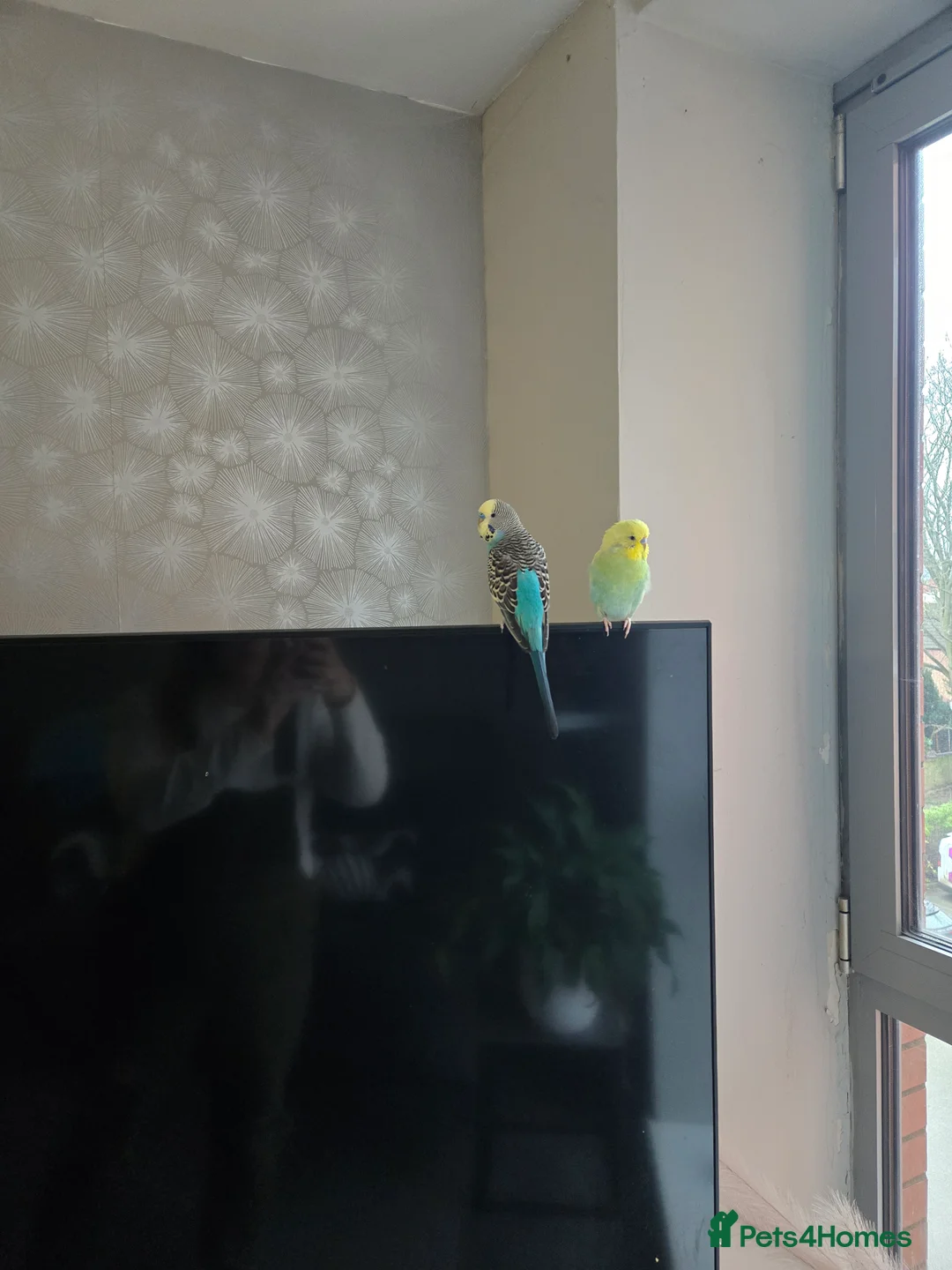 Budgerigars birds for sale: 2 budgies male  - Advert 2