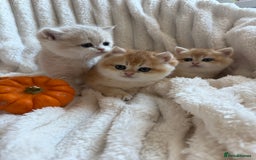 British Shorthair cats for sale: 🧡Exceptional golden British Shorthair🧡 - Image 4