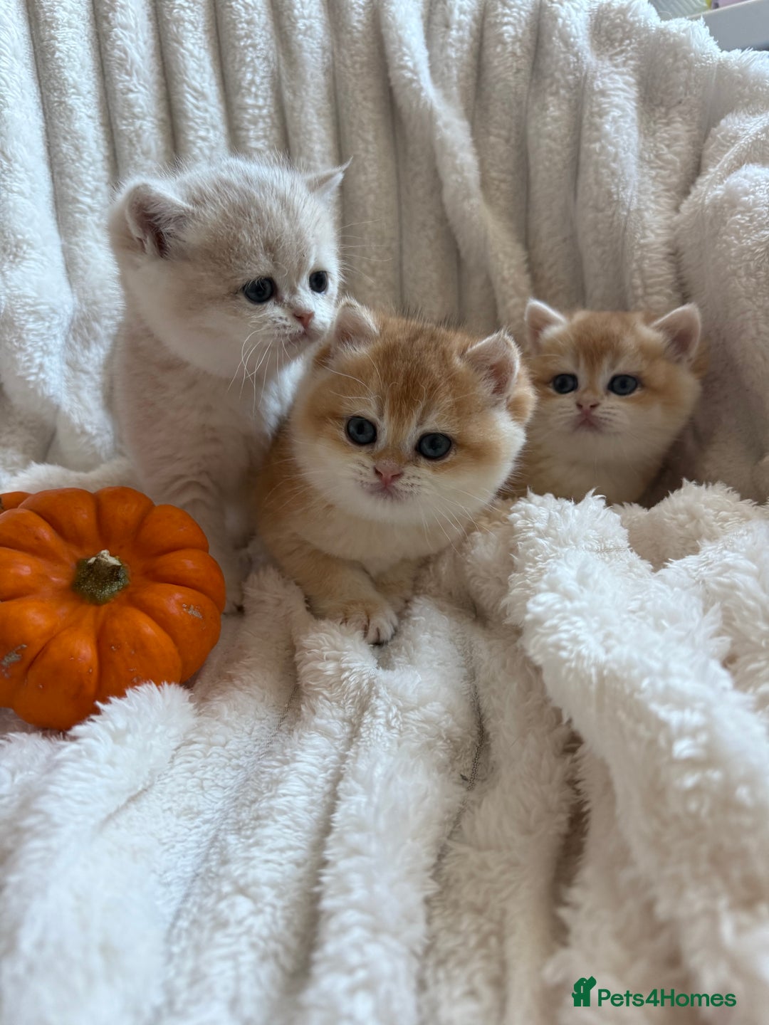 British Shorthair cats for sale: 🧡Exceptional golden British Shorthair🧡 - Image 4