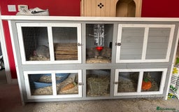 Beveren rabbits for sale: 2 female rabbits and hutch with accessories  - Image 1