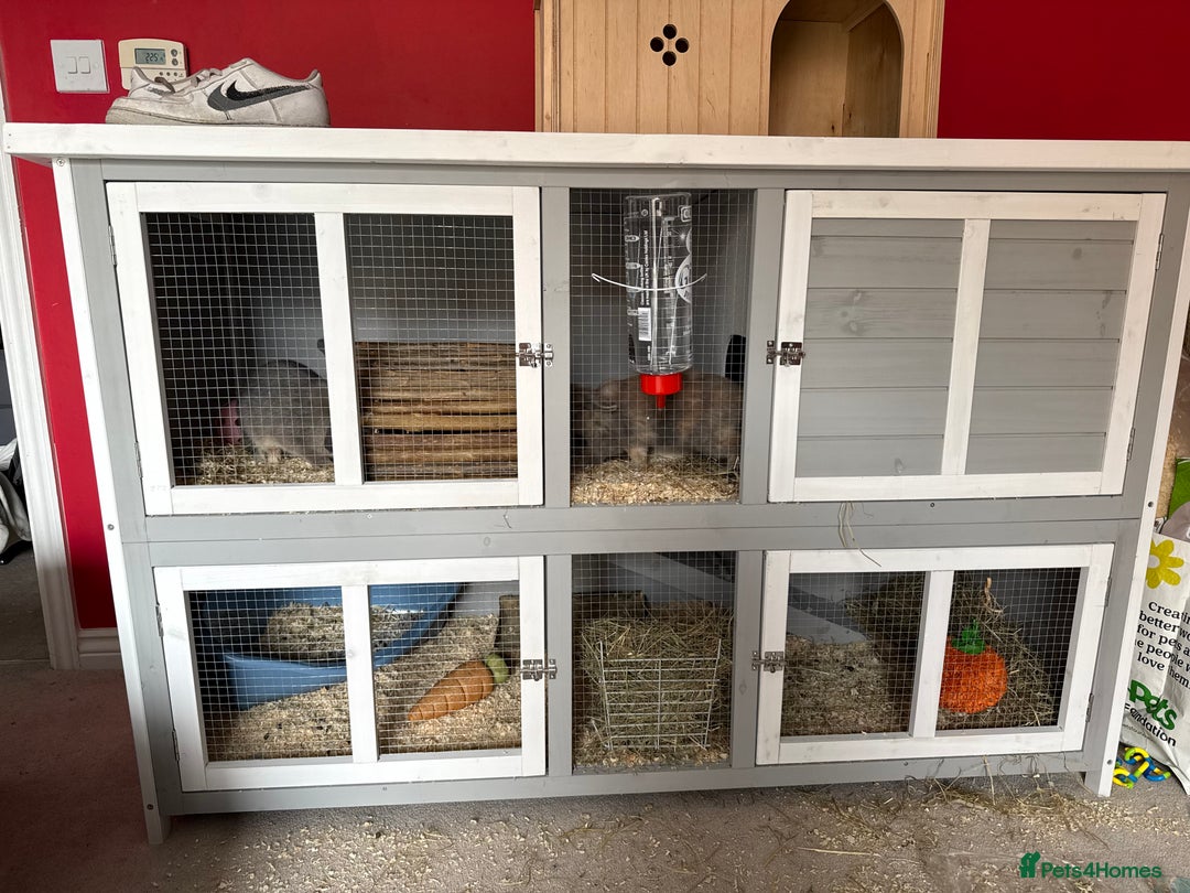 Beveren rabbits for sale: 2 female rabbits and hutch with accessories  - Image 1